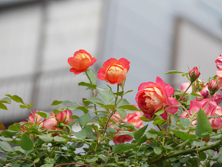 ソレイユロマンティカ(Soleil Romantica)の2番花が咲いた。ツルバラ。2021年-008.jpg
