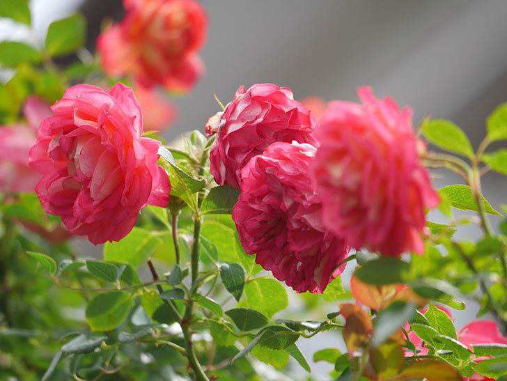 ソレイユロマンティカ(Soleil Romantica)の2番花が咲いた。ツルバラ。2021年-015.jpg