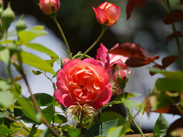ソレイユロマンティカ(Soleil Romantica)の2番花が咲いた。ツルバラ。2021年-021.jpg
