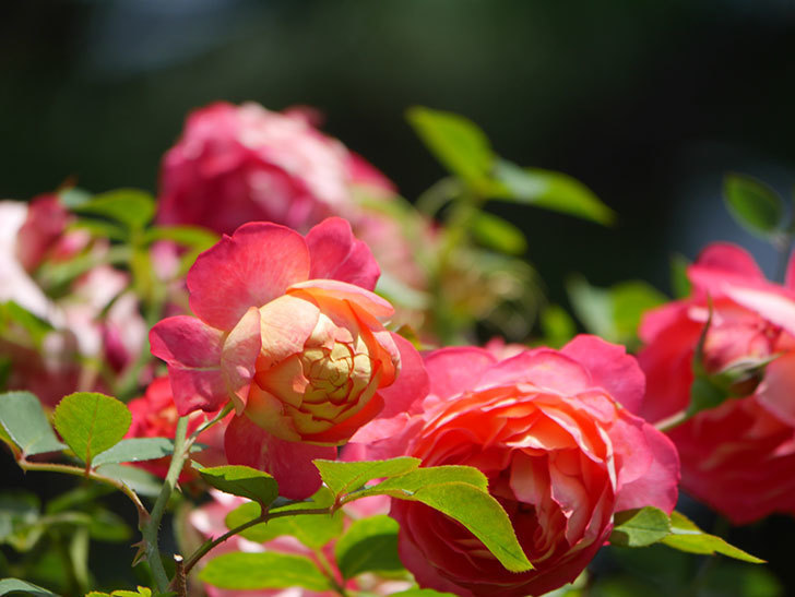 ソレイユロマンティカ(Soleil Romantica)の2番花が咲いた。ツルバラ。2021年-025.jpg