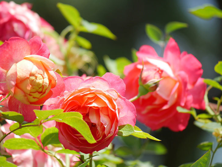 ソレイユロマンティカ(Soleil Romantica)の2番花が咲いた。ツルバラ。2021年-026.jpg
