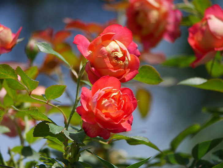 ソレイユロマンティカ(Soleil Romantica)の2番花が咲いた。ツルバラ。2021年-027.jpg