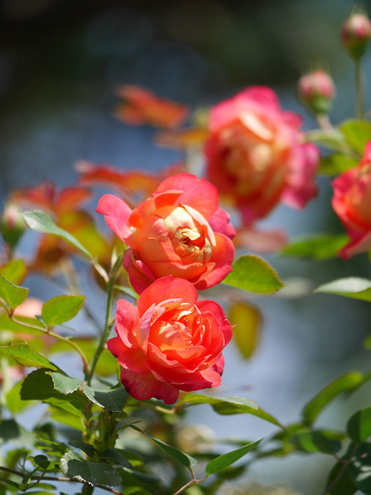 ソレイユロマンティカ(Soleil Romantica)の2番花が咲いた。ツルバラ。2021年-029.jpg