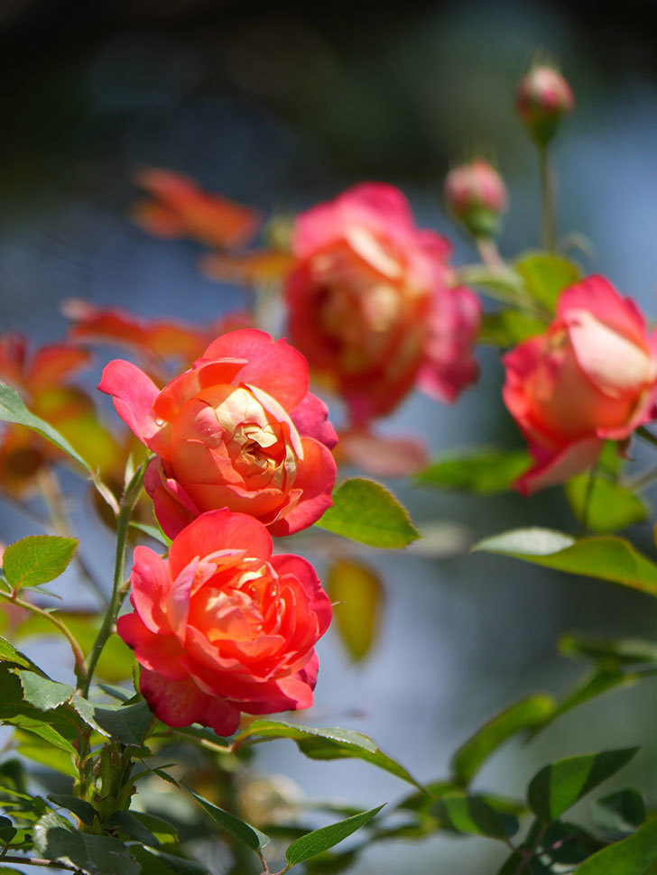 ソレイユロマンティカ(Soleil Romantica)の2番花が咲いた。ツルバラ。2021年-030.jpg