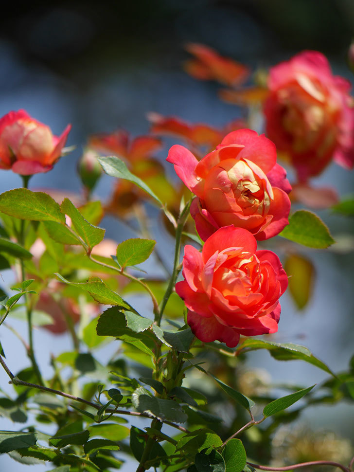 ソレイユロマンティカ(Soleil Romantica)の2番花が咲いた。ツルバラ。2021年-031.jpg