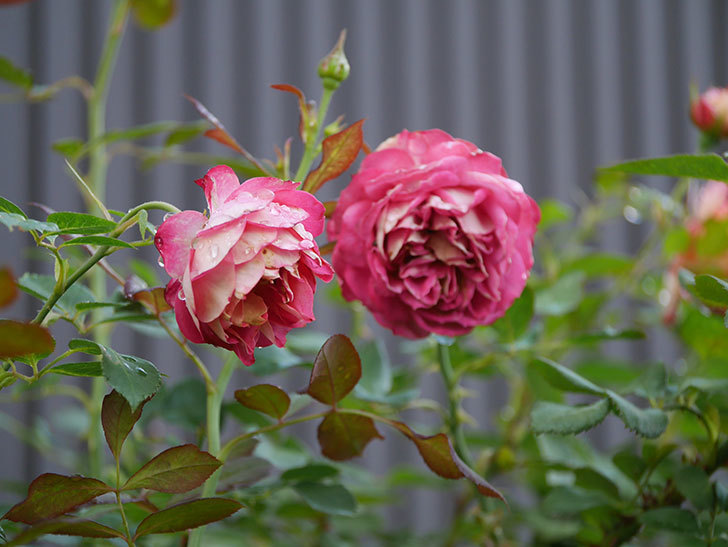 ソレイユロマンティカ(Soleil Romantica)の2番花が綺麗に咲いた。ツルバラ。2020年-007.jpg
