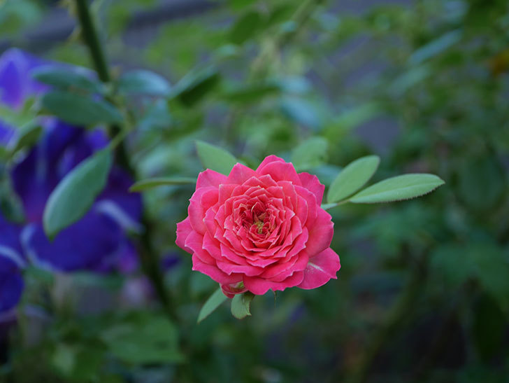 ソレイユロマンティカ(Soleil Romantica)の夏花がまた咲いた。ツルバラ。2020年-001.jpg