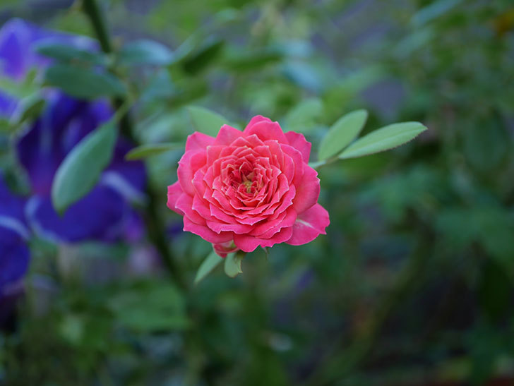 ソレイユロマンティカ(Soleil Romantica)の夏花がまた咲いた。ツルバラ。2020年-002.jpg