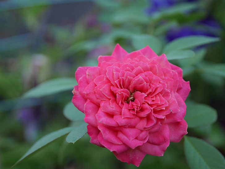 ソレイユロマンティカ(Soleil Romantica)の夏花がまた咲いた。ツルバラ。2020年-004.jpg