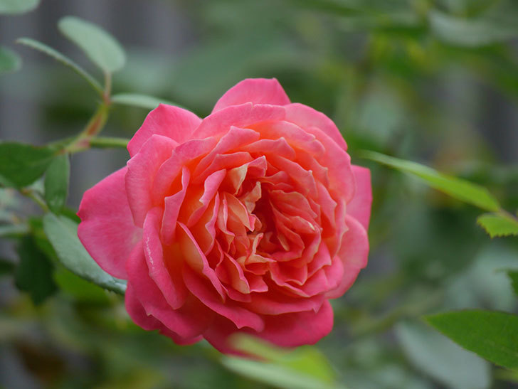 ソレイユロマンティカ(Soleil Romantica)の夏花が咲いた。ツルバラ。2020年-002.jpg