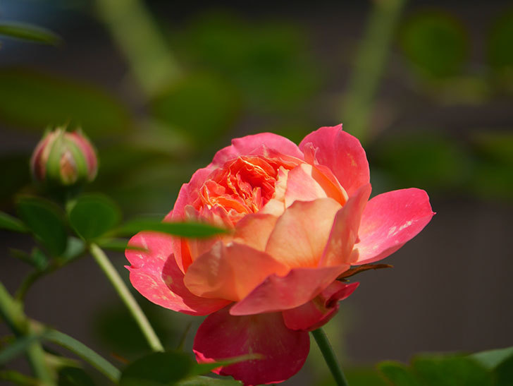 ソレイユロマンティカ(Soleil Romantica)の夏花が咲いた。ツルバラ。2020年-008.jpg