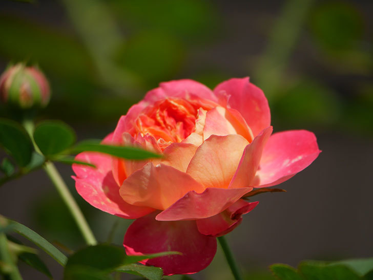 ソレイユロマンティカ(Soleil Romantica)の夏花が咲いた。ツルバラ。2020年-010.jpg