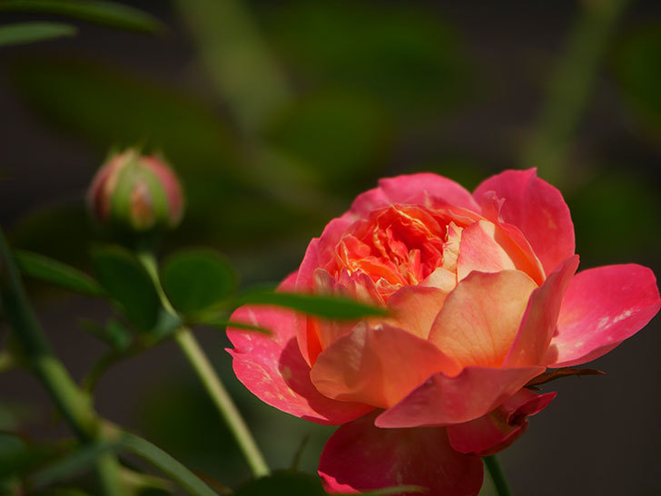 ソレイユロマンティカ(Soleil Romantica)の夏花が咲いた。ツルバラ。2020年-011.jpg