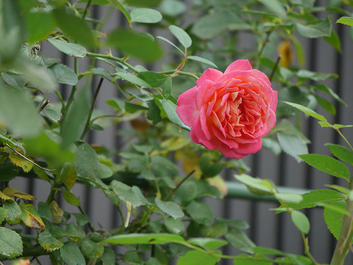 ソレイユロマンティカ(Soleil Romantica)の夏花が咲いた。ツルバラ。2020年-016.jpg