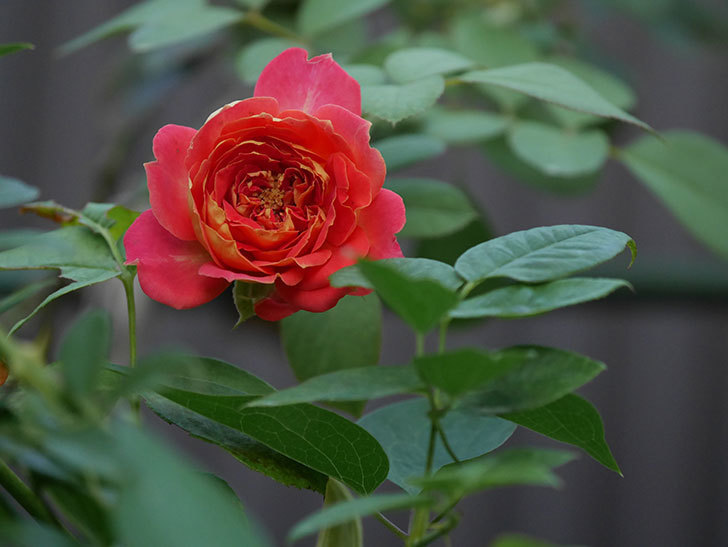ソレイユロマンティカ(Soleil Romantica)の夏花が増えてきた。ツルバラ。2020年-003.jpg