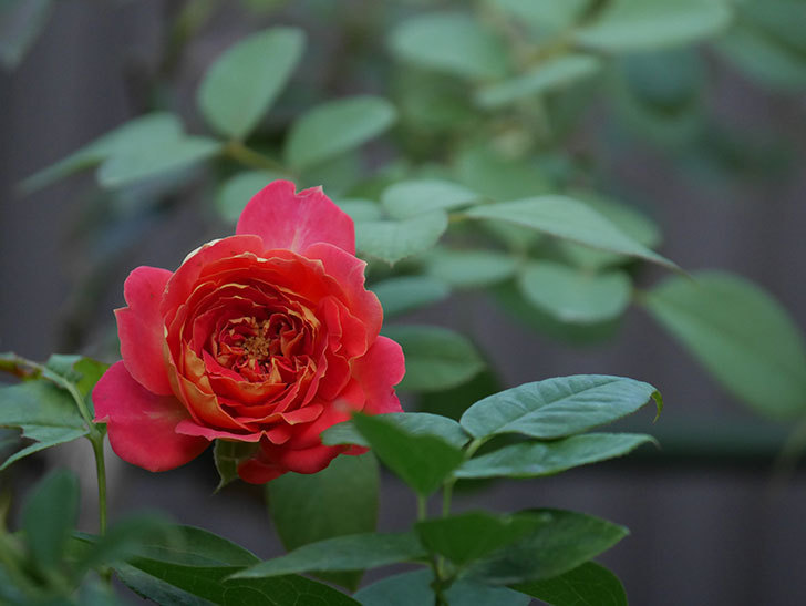 ソレイユロマンティカ(Soleil Romantica)の夏花が増えてきた。ツルバラ。2020年-004.jpg