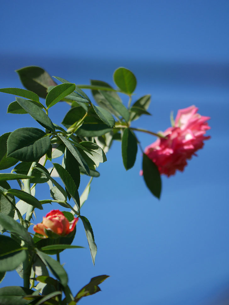 ソレイユロマンティカ(Soleil Romantica)の夏花が増えてきた。ツルバラ。2020年-008.jpg