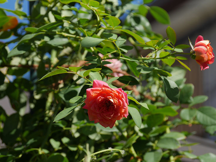 ソレイユロマンティカ(Soleil Romantica)の夏花が増えてきた。ツルバラ。2020年-012.jpg