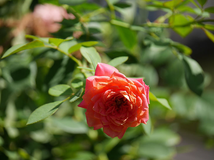 ソレイユロマンティカ(Soleil Romantica)の夏花が増えてきた。ツルバラ。2020年-014.jpg