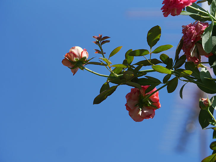 ソレイユロマンティカ(Soleil Romantica)の夏花が増えてきた。ツルバラ。2020年-017.jpg