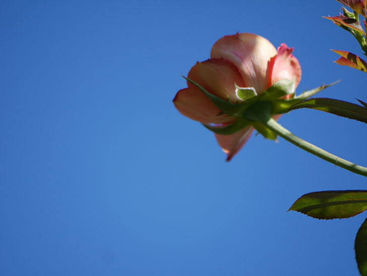 ソレイユロマンティカ(Soleil Romantica)の夏花が増えてきた。ツルバラ。2020年-018.jpg