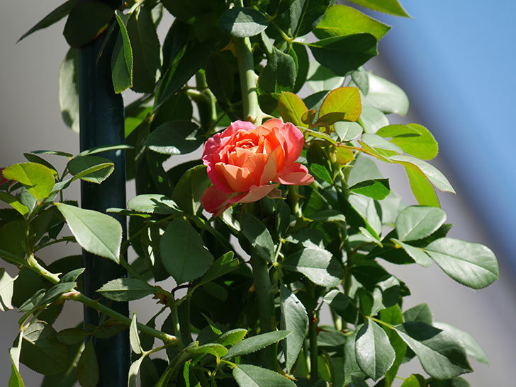 ソレイユロマンティカ(Soleil Romantica)の夏花が増えてきた。ツルバラ。2020年-021.jpg