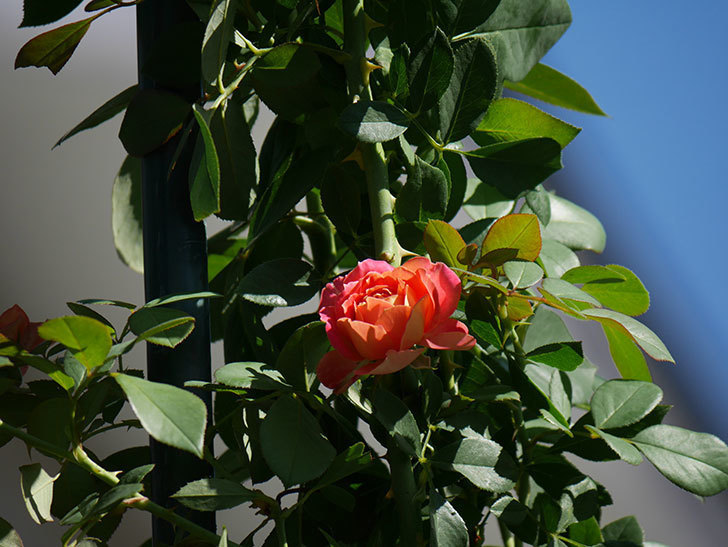 ソレイユロマンティカ(Soleil Romantica)の夏花が増えてきた。ツルバラ。2020年-022.jpg