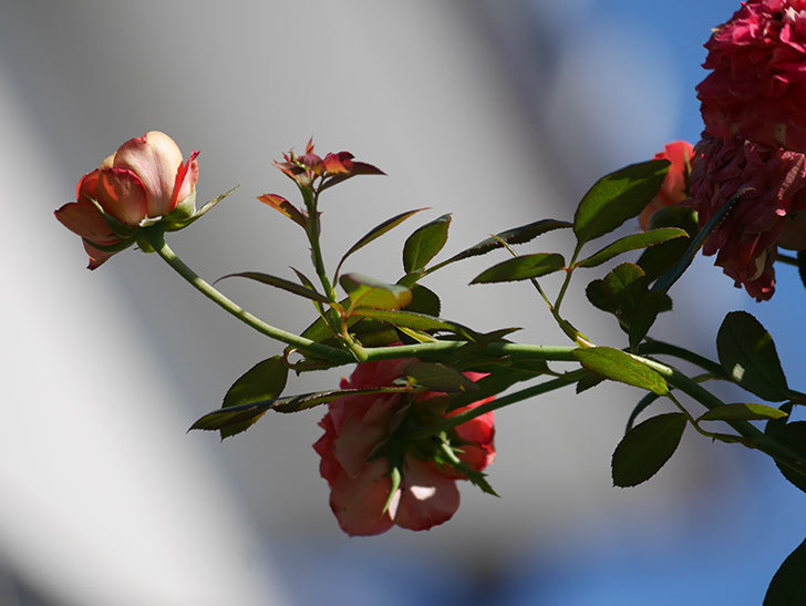 ソレイユロマンティカ(Soleil Romantica)の夏花が増えてきた。ツルバラ。2020年-023.jpg
