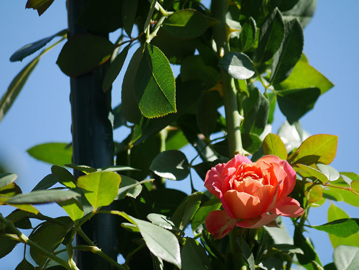 ソレイユロマンティカ(Soleil Romantica)の夏花が増えてきた。ツルバラ。2020年-025.jpg