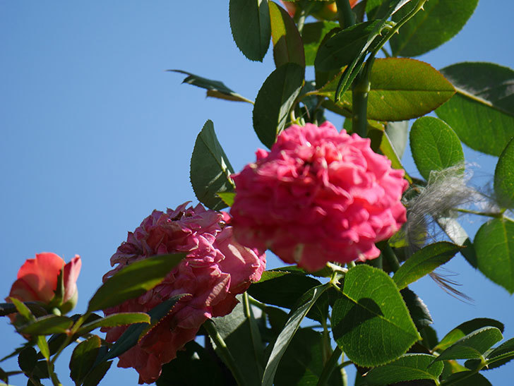 ソレイユロマンティカ(Soleil Romantica)の夏花が増えてきた。ツルバラ。2020年-026.jpg
