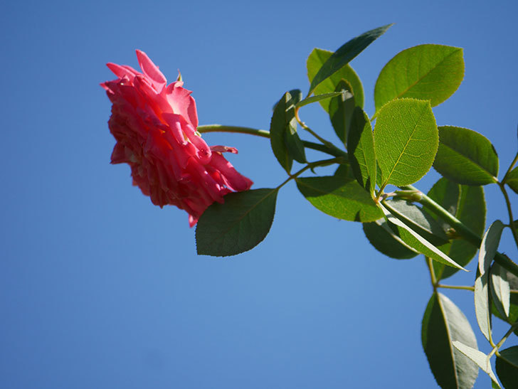 ソレイユロマンティカ(Soleil Romantica)の夏花が増えてきた。ツルバラ。2020年-027.jpg