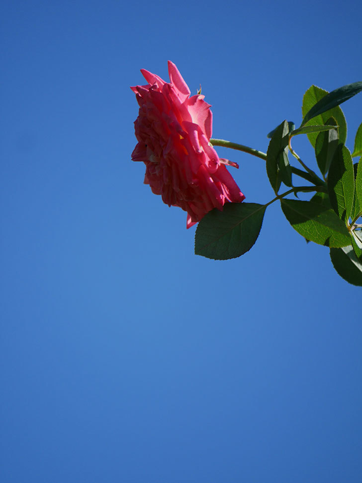 ソレイユロマンティカ(Soleil Romantica)の夏花が増えてきた。ツルバラ。2020年-028.jpg