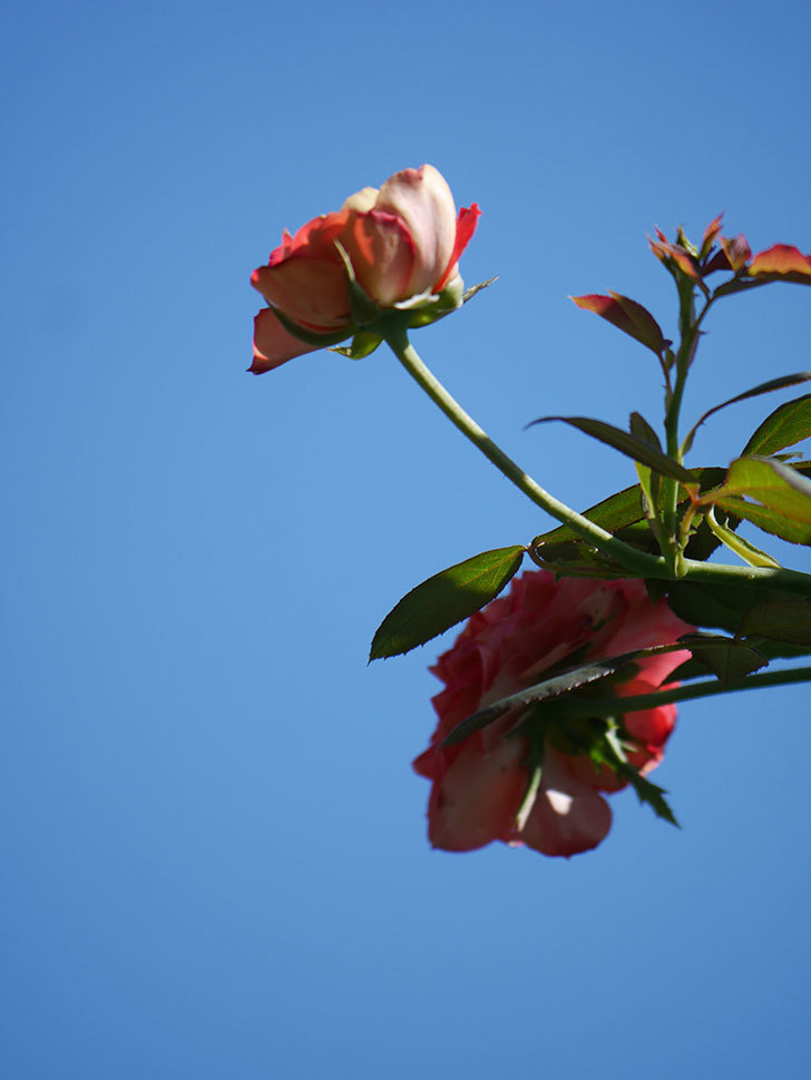 ソレイユロマンティカ(Soleil Romantica)の夏花が増えてきた。ツルバラ。2020年-029.jpg