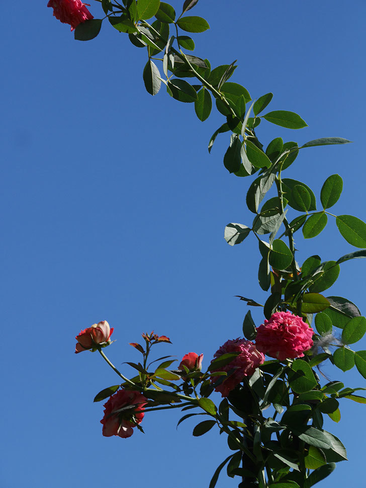 ソレイユロマンティカ(Soleil Romantica)の夏花が増えてきた。ツルバラ。2020年-031.jpg