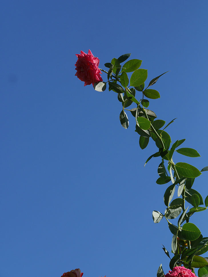ソレイユロマンティカ(Soleil Romantica)の夏花が増えてきた。ツルバラ。2020年-032.jpg