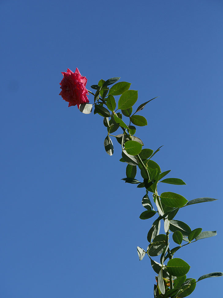 ソレイユロマンティカ(Soleil Romantica)の夏花が増えてきた。ツルバラ。2020年-033.jpg