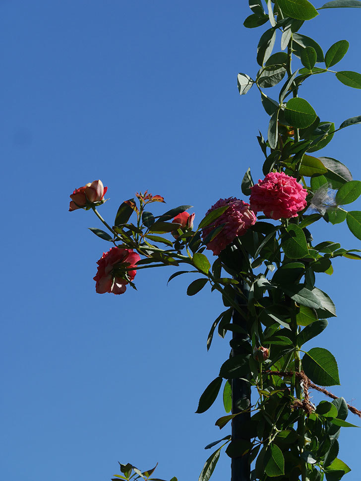 ソレイユロマンティカ(Soleil Romantica)の夏花が増えてきた。ツルバラ。2020年-034.jpg