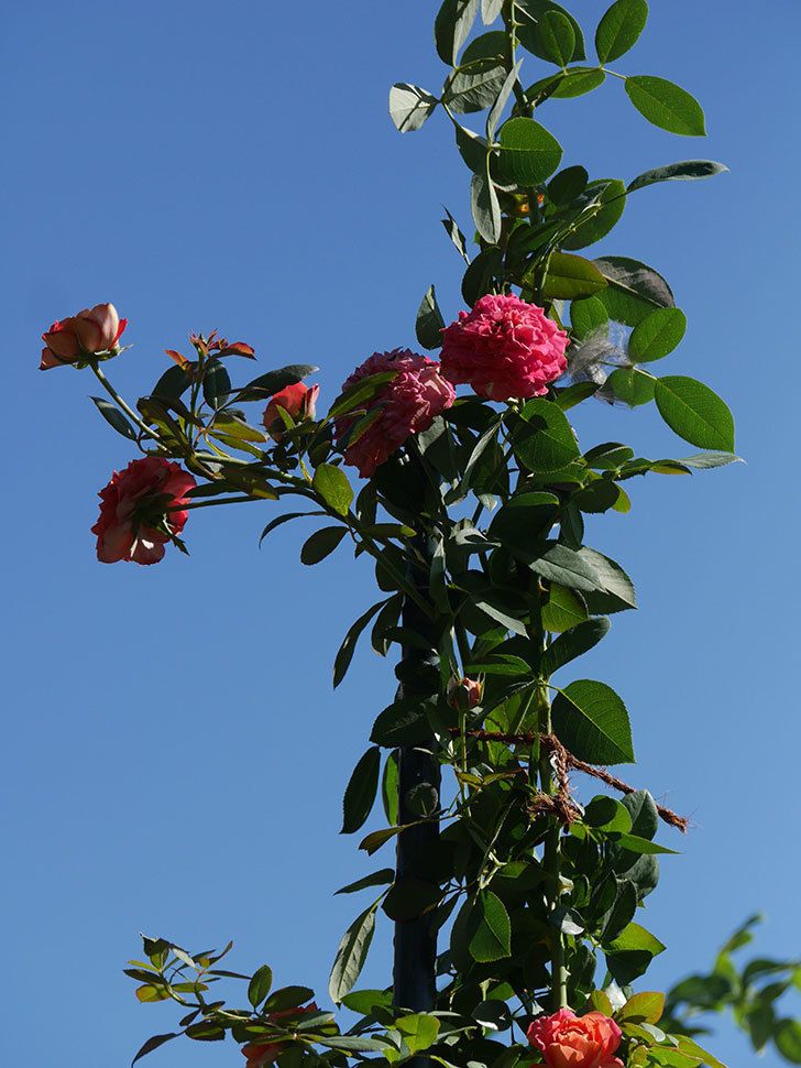ソレイユロマンティカ(Soleil Romantica)の夏花が増えてきた。ツルバラ。2020年-038.jpg