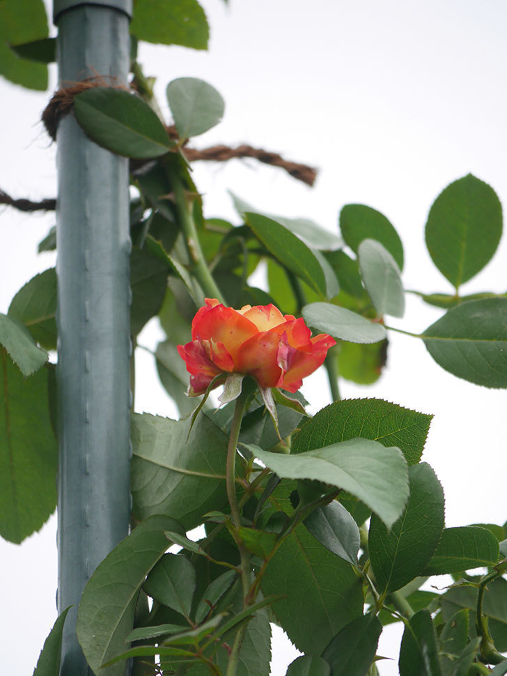 ソレイユロマンティカ(Soleil Romantica)の秋花が咲いた。ツルバラ。2021年-002.jpg