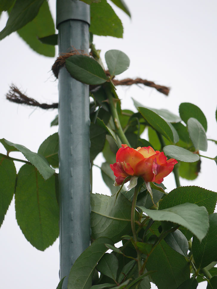 ソレイユロマンティカ(Soleil Romantica)の秋花が咲いた。ツルバラ。2021年-003.jpg