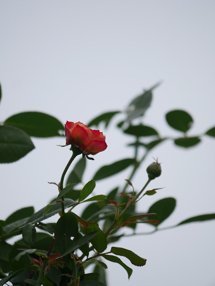 ソレイユロマンティカ(Soleil Romantica)の秋花が咲いた。ツルバラ。2021年-006.jpg