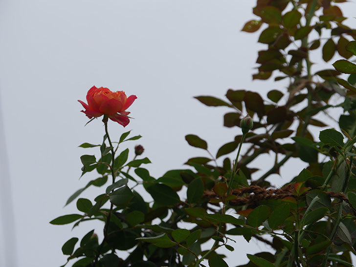 ソレイユロマンティカ(Soleil Romantica)の秋花が咲いた。ツルバラ。2021年-008.jpg