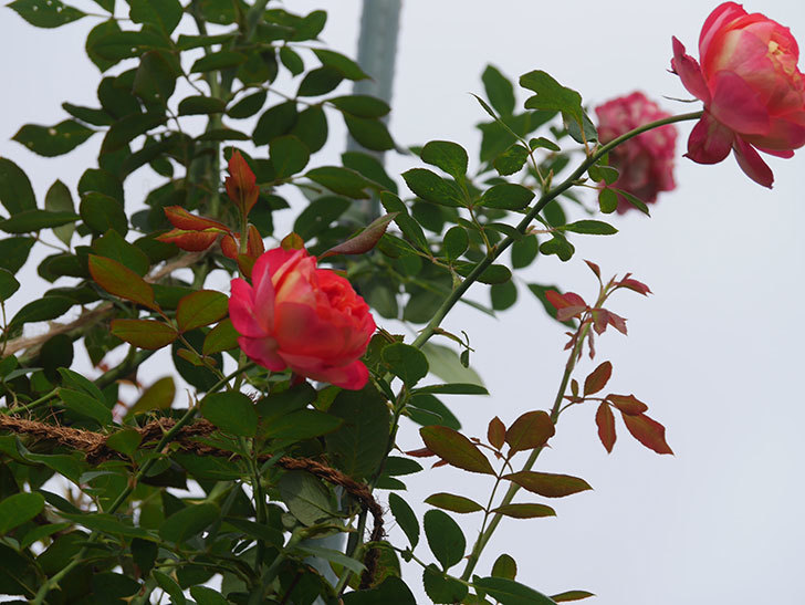 ソレイユロマンティカ(Soleil Romantica)の秋花が咲いた。ツルバラ。2021年-022.jpg
