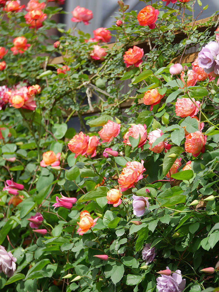 ソレイユロマンティカ(Soleil Romantica)の花がたくさん咲いた。ツルバラ。2021年-132.jpg