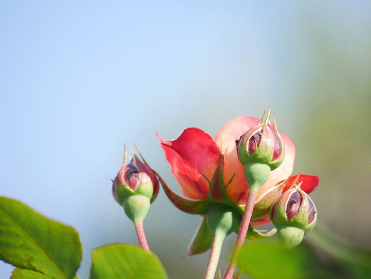 ソレイユロマンティカ(Soleil Romantica)の花が咲いた。ツルバラ。2021年-005.jpg