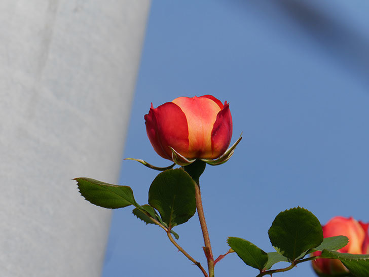 ソレイユロマンティカ(Soleil Romantica)の花が咲いた。ツルバラ。2021年-007.jpg