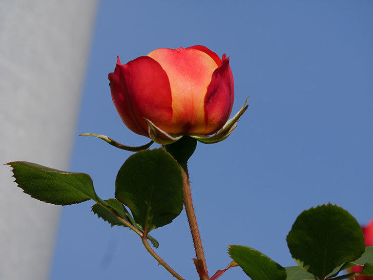 ソレイユロマンティカ(Soleil Romantica)の花が咲いた。ツルバラ。2021年-008.jpg