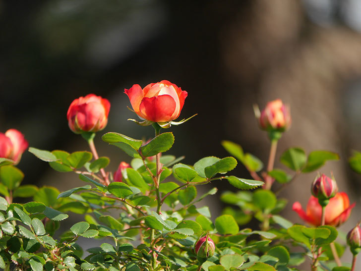ソレイユロマンティカ(Soleil Romantica)の花が咲いた。ツルバラ。2021年-011.jpg