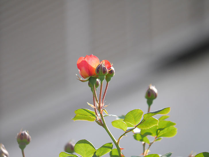 ソレイユロマンティカ(Soleil Romantica)の花が咲いた。ツルバラ。2021年-013.jpg