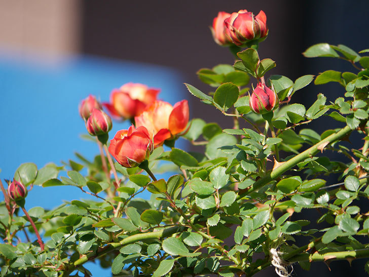 ソレイユロマンティカ(Soleil Romantica)の花が咲いた。ツルバラ。2021年-021.jpg